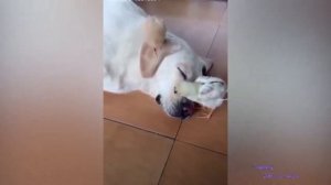 СМЕШНЫЕ  ЖИВОТНЫЕ _Я РЖАЛ ЦЕЛЫЙ ЧАС_ТЕСТ НА ПСИХИКУ_КОТЫ СОБАКИ ПРИКОЛЫ_УГАРНЫЕ КОТЫ ЛУЧШЕЕ