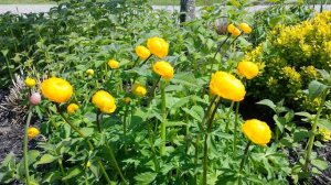 Trollius blooms