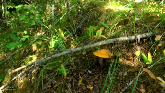 Поход за грибами. Природа Карелии. смотреть онлайн