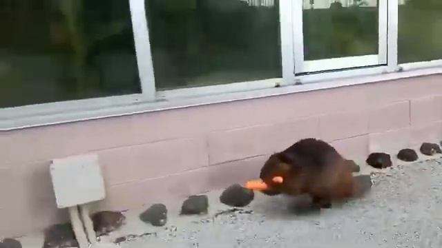 Бобер несет морковь для бобрят. Beaver carries carrots for beavers смотреть онлайн