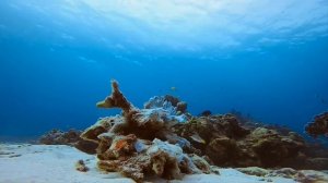 Морские обитатели _ Красное море _ Подводный мир _ Жители моря _ Успокаивающая музыка.mp4