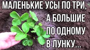 Избранницу усами на новое место и целый ряд тюльпанов. 20 августа 2024.