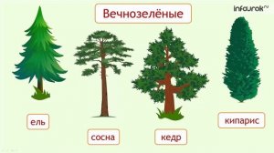 Деревья, кустарники, травы