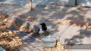 Случайный кадр, Умная Ворона. самая умная птица
Серая ворона