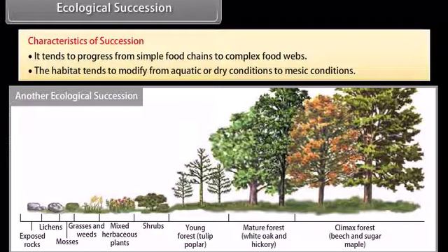 Ecosystem Class 12 Biology NCERT | English Medium | Animated | Short Videos | Edushare Classes