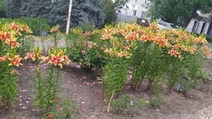 Лилия Кавери - супер красивый и морозостойкий ОА-гибрид.