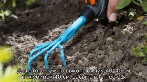 Роза флорибунда: посадка и уход в открытом грунте
