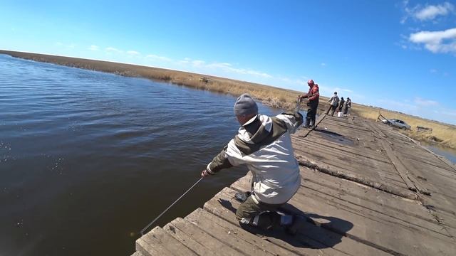 2 ведра рыбы за 20 минут ЁКЛМН. Рыбалка 2021 Рыбалка на карпа. Кастинговая сеть американка смотреть онлайн