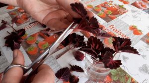 Как укоренить Колеусы в воде .