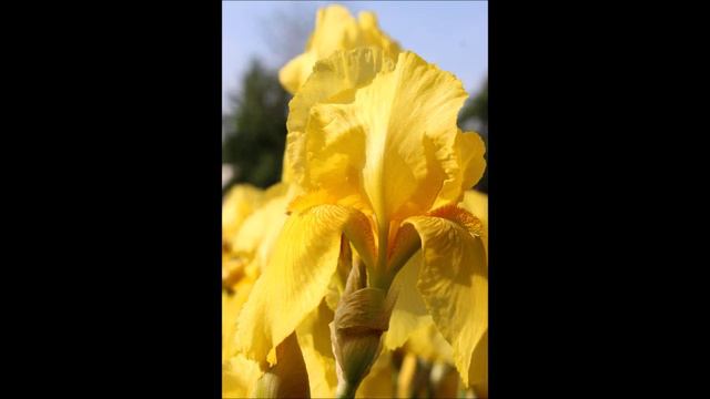 Квітковий рай ландшафтного саду ДЕНЦ "Камелія" смотреть онлайн