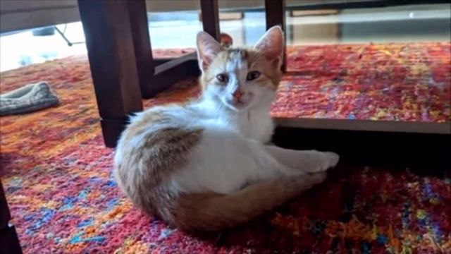 «Я тебя не отпущу!» Убегая от собак рыжий котёнок прыгнул мне на ноги и громко кричал смотреть онлайн