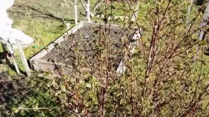 Жимолость съедобная , перенесёт ли неожиданные весенние заморозки!?