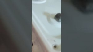 Работа газовой плиты Indesit