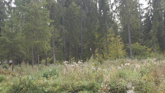 Собственник.Продам лесной участок 16,78 сот.8 (903) 129-11-89 Марина смотреть онлайн