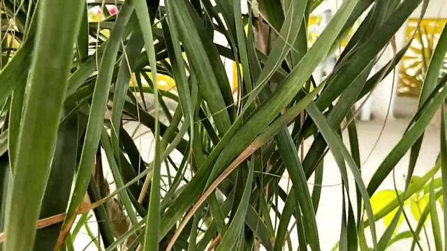 Nolina Palm/ Ponytail palm/ Elephant Foot Palm/ 20 years old Beaucarnea Recurvata/ Care of ponytail смотреть онлайн