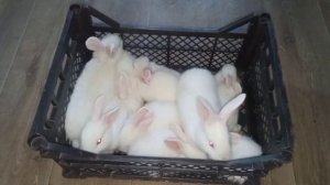 Кролики породы Паннон в 20- ти дневном возрасте / растут как Белые Великаны и набирают по 1 кг меся