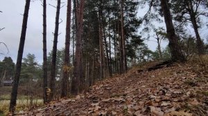 Шум ветра в осеннем лесу асмр / прогулка по лесу 4К