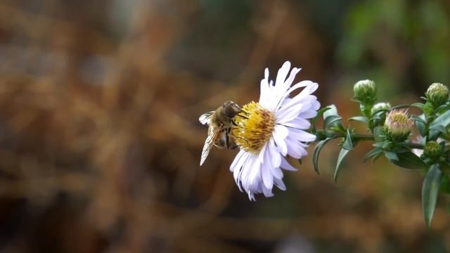 LENA HAPPY ПЛАЧЕТ И СТРАДАЕТ ОДНА В ТУРЦИИ! СЕЛИМКА БРОСИЛ! КИНА НЕ БУДЕТ! #ЛенаХеппи #lenahappy смотреть онлайн
