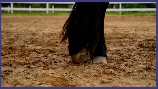 Wester Фризская лошадь. конный блог. Подвинь свою лошадь смотреть онлайн