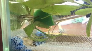 Первая попытка нереста нанностомуса маргинатуса. Вот что вышло…