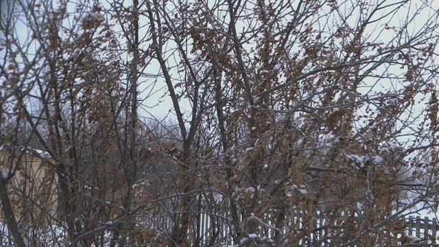 Заготовка привоев яблонь. Шёл на дальний участок на лыжах. смотреть онлайн