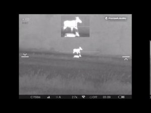 Тепловизионный прицел Pulsar Trail XQ50, охота на диких коз