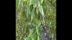 РЕАНИМАЦИЯ РАСТЕНИЙ ПОСЛЕ ЗАМОРОЗКОВ