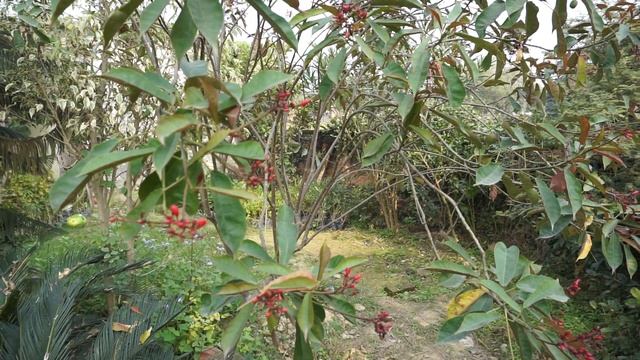 Jatropha curcas plant is a spurge family смотреть онлайн