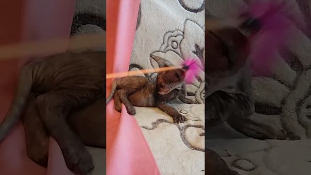 кошечка сфинкс продается 89689111101