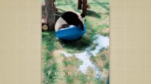 Смешные ПАНДЫ #4 / Лучшие приколы 2020 / Funny PANDA