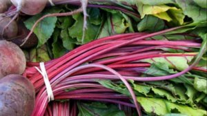 Какие бывают сорта свеклы