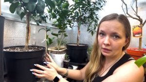 Особенности полива цитрусовых растений в домашних условиях