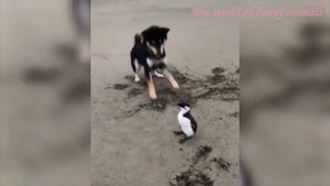 КОШКИ 2022 ПРИКОЛЫ С КОТАМИ Смешные кошки и коты 2022.mp4