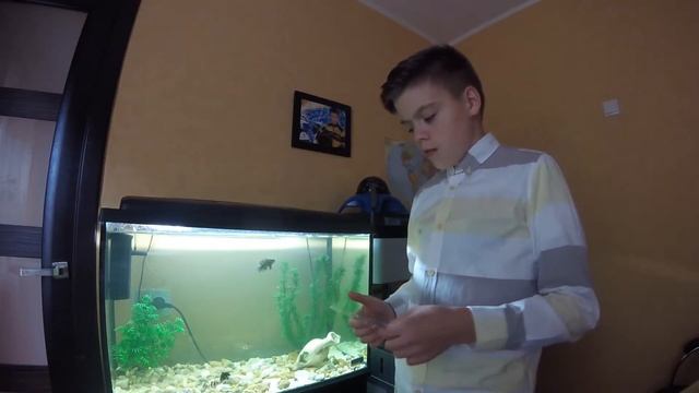 Аквариум астронотусы кормления смотреть онлайн