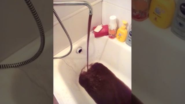 Кофе из крана? смотреть онлайн