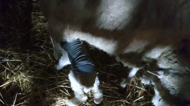 Бараны Северо-кавказская мясошерстная порода овец. Овцы. Плембараны
#ЧабанскиеБудни #РанчоМиллер смотреть онлайн