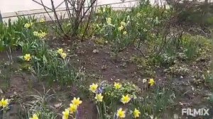 Первые весенние цветы на нашей клумбе (24.04.2021)