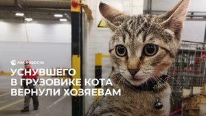 Уснувшего в грузовике кота вернули хозяйке