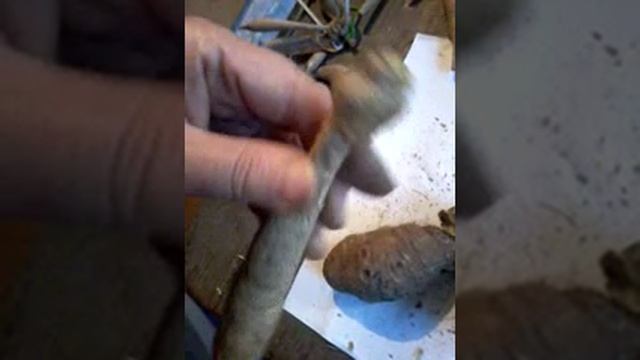 Георгины - деление клубней. Часть 1 - для всех.