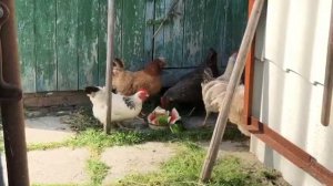 Куры летом 2