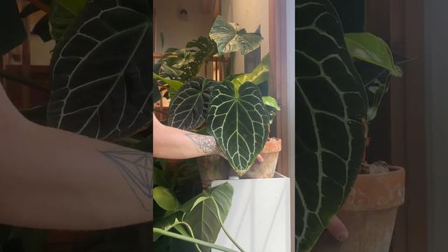 Houseplant watering day