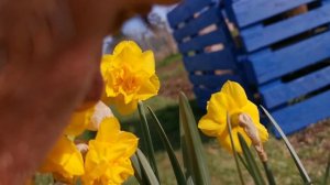 Narcissus Golden Delicious, a softly scented double daffodil