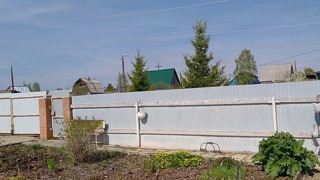 04.06.21. Кабачки Мульчирую соломой.