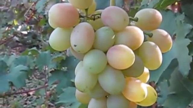 Виноград Селекция Катруся Каховская