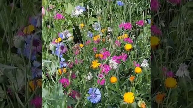 настройка на своё внутреннее Я смотреть онлайн