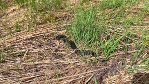 Коп монет в Новгородской области. Нашли старинные артефакты  и монеты с Deus 2.