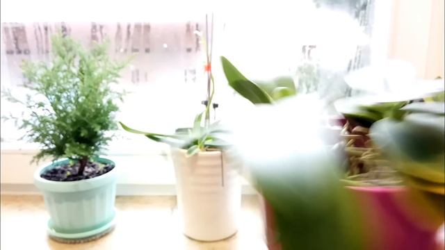 13. Две орхидеи в одном горшке без субстрата растят цветоносы! смотреть онлайн