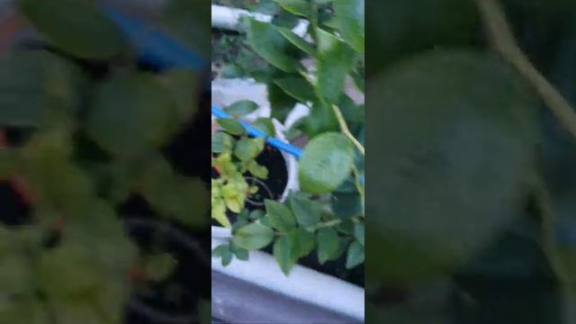 Голубика 19 хлороз