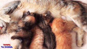ТАК Вот ПОЧЕМУ Наши КОШКИ Топчут Нас ПЕРЕДНИМИ Лапками! ВЫ Будете ПОРАЖЕНЫ!