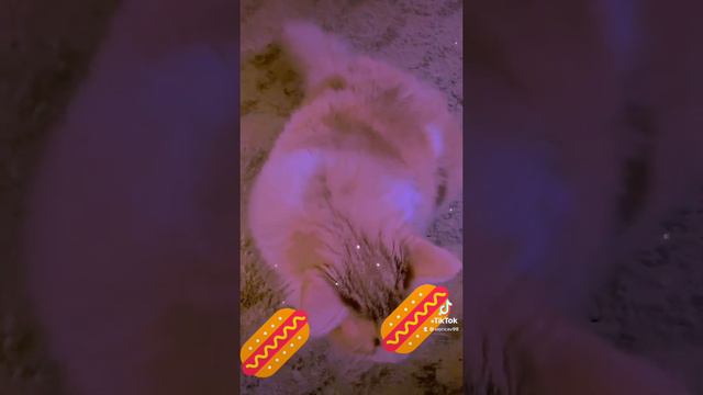 Нямнямкотик🌭🌭😻😻😻😻😻😻😻😻😻😻😻😻😻😻😻🌭😻😻😻😻😻😻😻😻🐈🐈🐈🐈еда